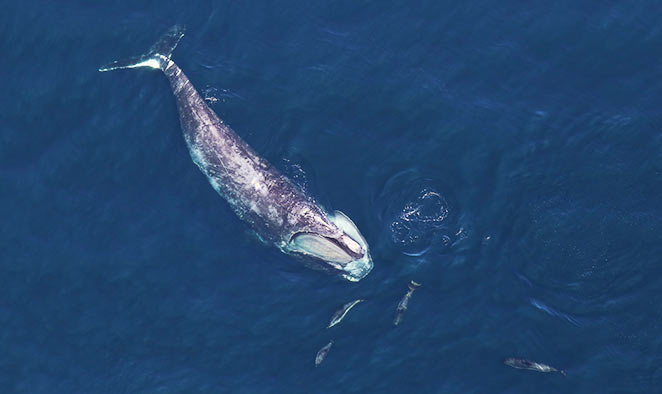 Help Save Endangered Right Whales