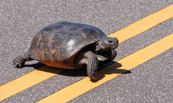 Help Save Gopher Tortoises