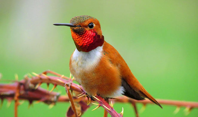 Save Endangered Hummingbirds